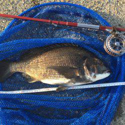 ねばりのチヌ２枚